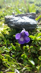 Pinguicula leptoceras