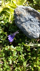 Pinguicula leptoceras