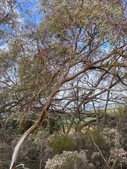 Eucalyptus leptopoda