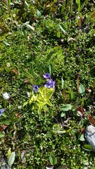 Pinguicula leptoceras
