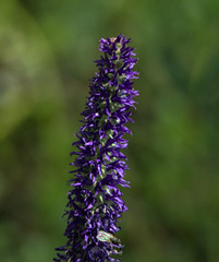 Veronica porphyriana