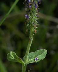 Veronica porphyriana