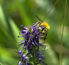 Veronica porphyriana