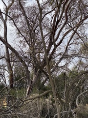 Eucalyptus leptopoda