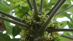 Vasconcellea pubescens