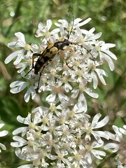 Rutpela