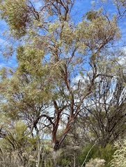 Eucalyptus leptopoda