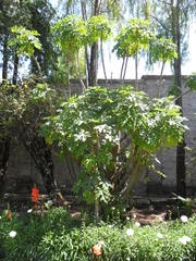 Vasconcellea pubescens