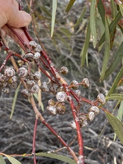 Eucalyptus leptopoda