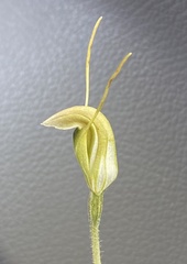 Pterostylis setulosa
