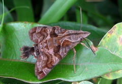 Macroglossum troglodytus