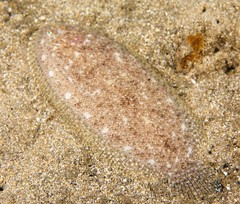 Aseraggodes lenisquamis