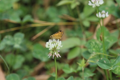 Ampittia virgata