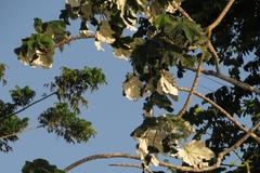 Cecropia latiloba