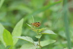 Ampittia virgata