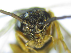 Pristiphora appendiculata