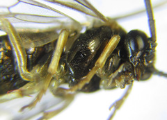 Pristiphora appendiculata