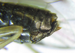 Pristiphora appendiculata