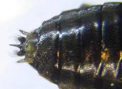 Pristiphora appendiculata