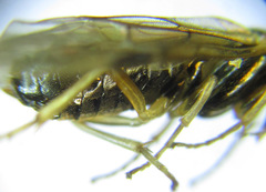 Pristiphora appendiculata