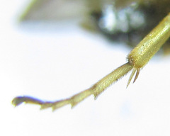 Pristiphora appendiculata