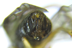 Pristiphora appendiculata