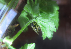 Pristiphora appendiculata