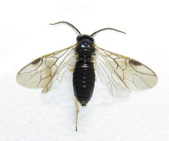 Pristiphora appendiculata