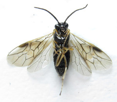 Pristiphora appendiculata