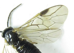 Pristiphora appendiculata