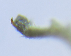 Pristiphora appendiculata