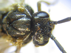 Pristiphora appendiculata