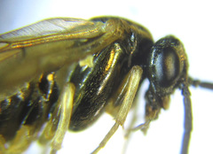 Pristiphora appendiculata