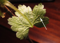 Pristiphora appendiculata