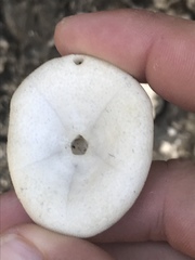 Clypeaster rosaceus