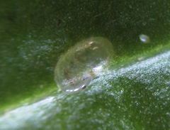 Pristiphora appendiculata