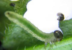 Pristiphora appendiculata