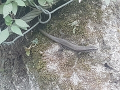 Podarcis muralis