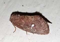 Elusa penanorum