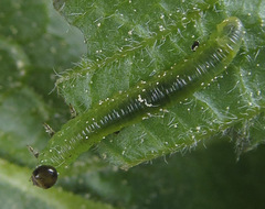 Pristiphora appendiculata