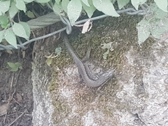 Podarcis muralis
