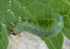 Pristiphora appendiculata