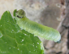 Pristiphora appendiculata