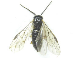 Pristiphora appendiculata