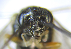 Pristiphora appendiculata