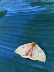 Automeris jucunda