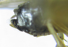 Pristiphora appendiculata