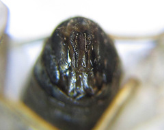 Pristiphora appendiculata