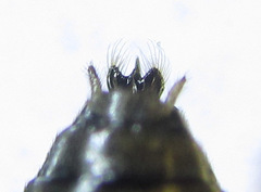 Pristiphora appendiculata