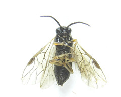 Pristiphora appendiculata